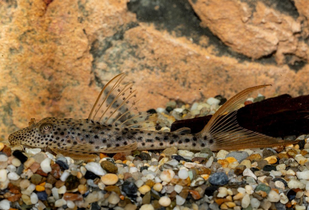 Squaliforma emarginata