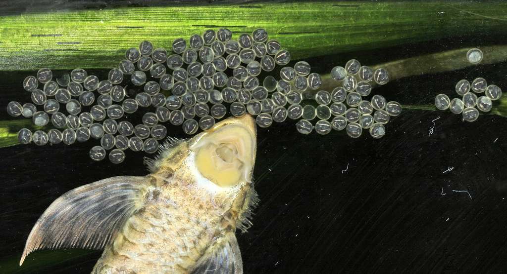 Sturisoma aureum