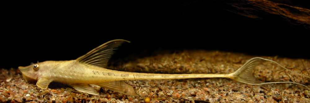 Sturisoma aureum