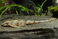 Cteniloricaria cf. platystoma 