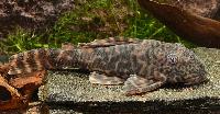 Peckoltia sp. 'Colombia'