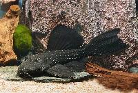 Pseudacanthicus serratus