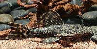 Pseudacanthicus sp. 'Alenquer'