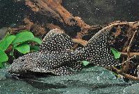 Pseudacanthicus sp. 'LDA105'