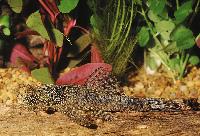 Ancistrus sp.