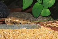 Hemiodontichthys acipenserinus