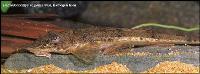 Hemiodontichthys acipenserinus (hona)