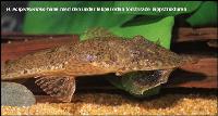 Hemiodontichthys acipenserinus (hane)