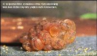 Hemiodontichthys acipenserinus (ägg)
