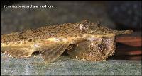 Hemiodontichthys acipenserinus (hane)