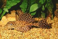 Glyptoperichthys gibbiceps
