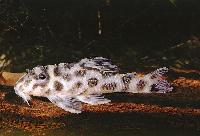 Hemiancistrus sp. 'L174'