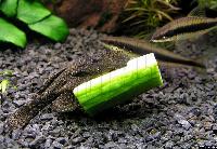 Ancistrus sp.