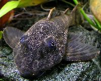 Peckoltia sp.