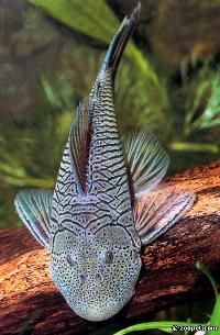 Chaetostoma tachiraense