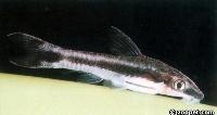 Otocinclus sp. eventuellt Otocinclus bororo