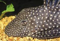 Hypostomus margaritifer
