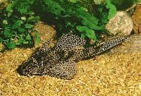 Liposarcus pardalis