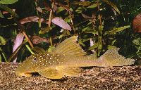 Hemiancistrus subviridis