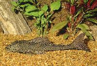 Isorineloricaria spinosissima