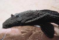 Acanthicus sp. aff. hystrix