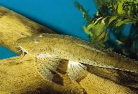 Pseudohemiodon laticeps