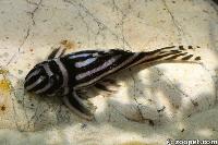Hypancistrus zebra
