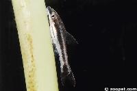Otocinclus sp. eventuellt Otocinclus bororo