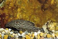Panaque nigrolineatus, Colombia och Brasilien (yngel)