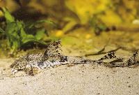 Rineloricaria lima,  Meta systemet i Colombia