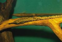 Farlowella acus, Meta system Colombia o Brasilien