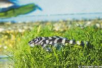 Zonancistrus brachyurus