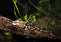 Rineloricaria heteroptera, Brasilien