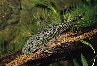 Chaetostoma tachiraense