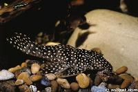 Leporacanthicus galaxias, Amazonas Brasilien