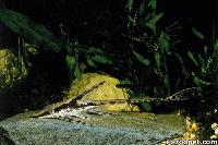 Sturisoma aureum, Meta systemet Colombia