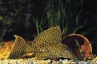 Glyptoperichthys gibbiceps