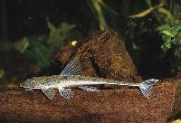 Loricariichthys platymetopon