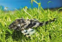 Peckoltia brevis