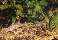 Lamontichthys filamentosus