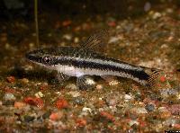 Otocinclus vittatus
