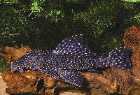 Leporacanthicus galaxias