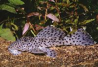 Leporacanthicus heterodon
