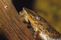 Sturisoma  sp. (hane med ägg)