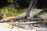 Sturisoma aureum