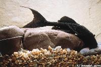 Acanthicus sp. aff. hystrix