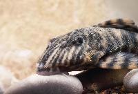 Peckoltia vermiculata