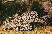 Megalancistrus parananus