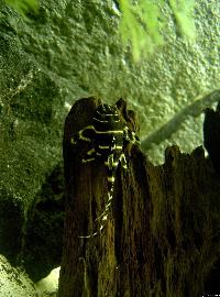 Panaqolus sp. 'L204'