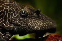 Liposarcus pardalis